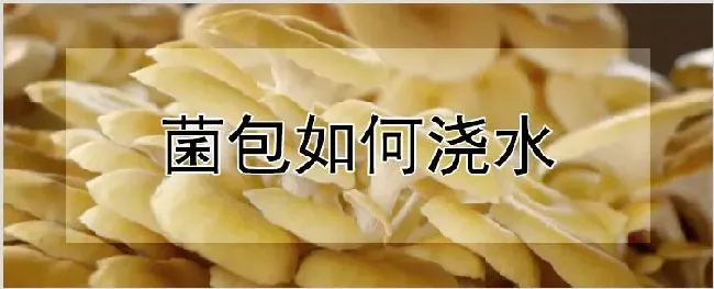 菌包如何浇水 | 农业技术