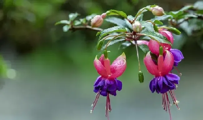 养殖科普|家里适合养灯笼花吗（风水学灯笼花可以在室内养殖吗）