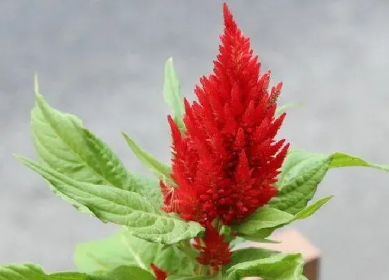 花卉百科|八月开的花有哪些 8月份是什么花开的季节