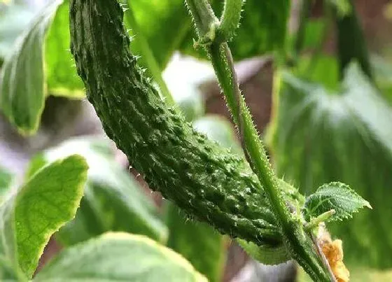 种植方法|秋黄瓜种植时间和方法