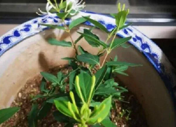 植物生根|金银花扦插多久生根发芽 成活率高的扦插时间和方法