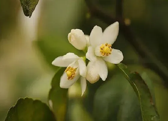 花期|金桔树一年开几次花