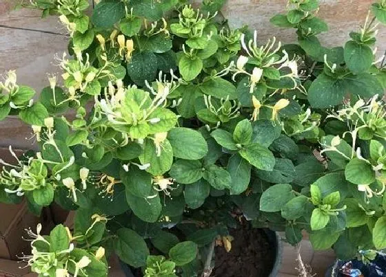 植物种类|金银花是常绿植物吗