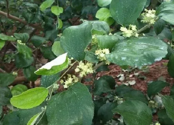 种植管理|青枣什么季节种植合适