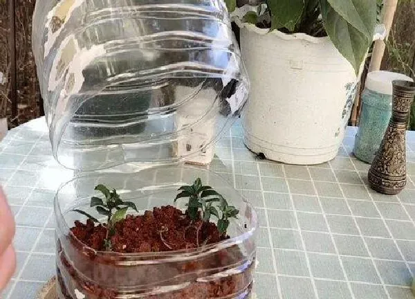 植物扦插|倒挂金钟什么时候扦插最好 几月份扦插