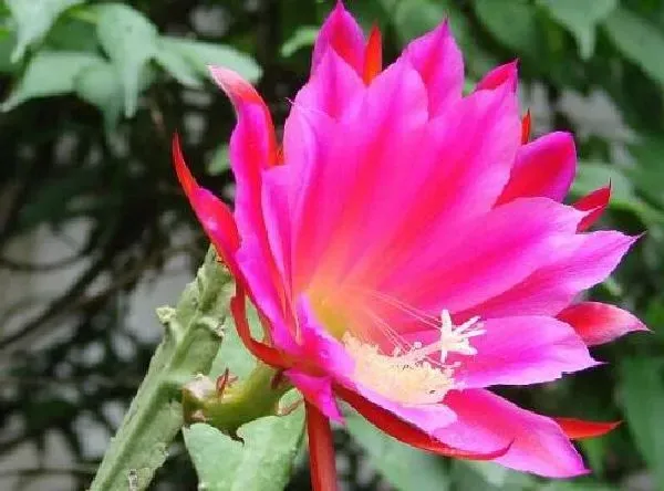 养殖方法|令箭荷花怎么养才开花