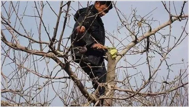 苹果树冬季修剪注意事项 | 农业技术