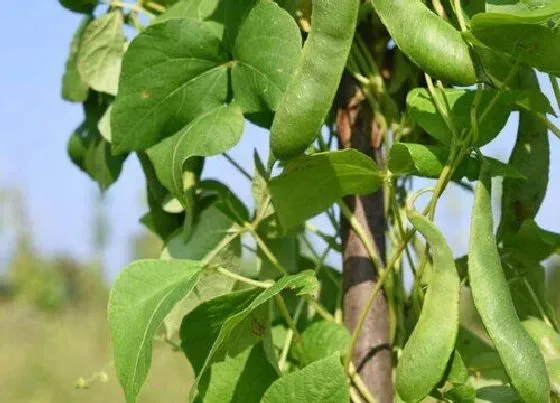 植物种类|扁豆是多年生植物吗