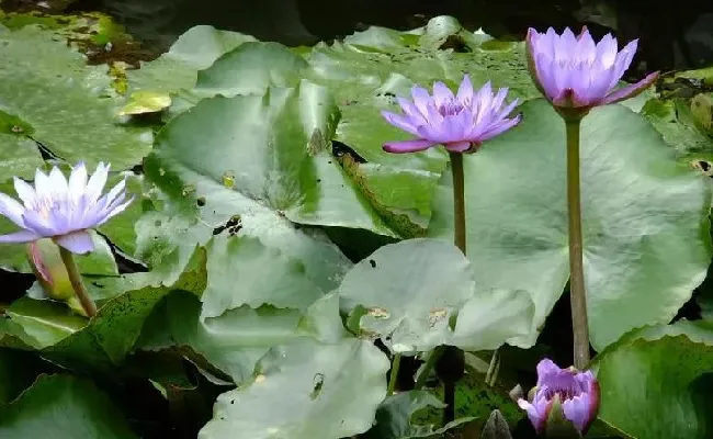 植物寓意|莲花象征着什么意义