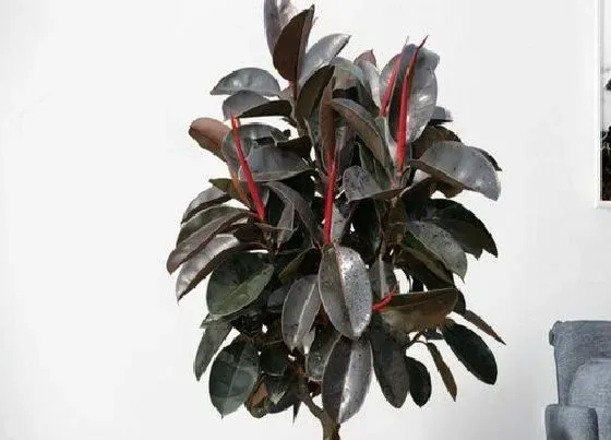 植物排行|大叶植物有哪些