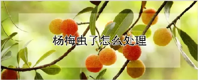 杨梅虫子怎么处理 | 耕种资料