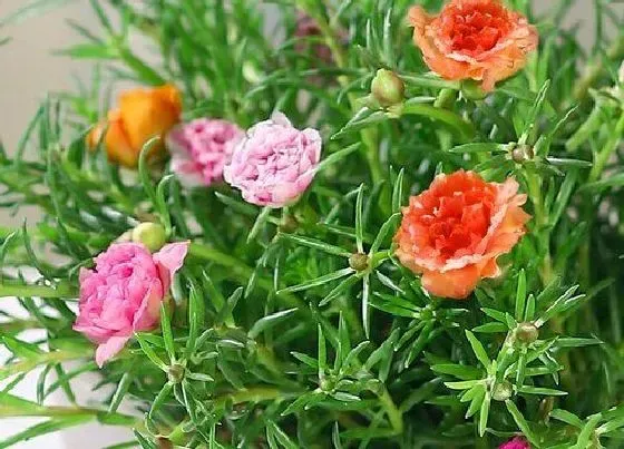 植物寓意|表示父爱的花 花语是父爱的花有哪些