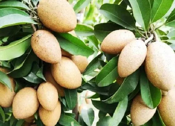 种植管理|人心果几年结果实