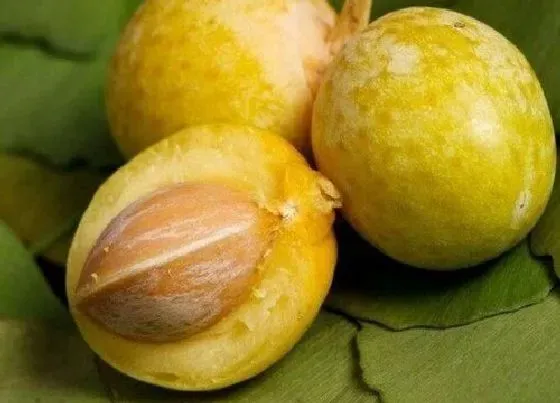 果实成熟|银杏什么时候成熟