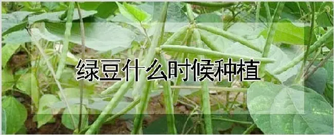 绿豆什么时候种植 | 养殖技术