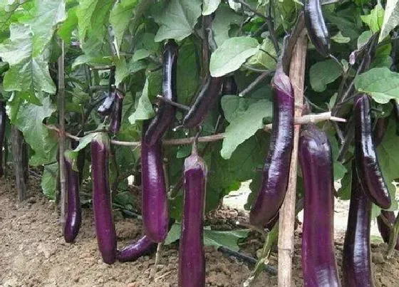 不开花|茄子为什么不开花