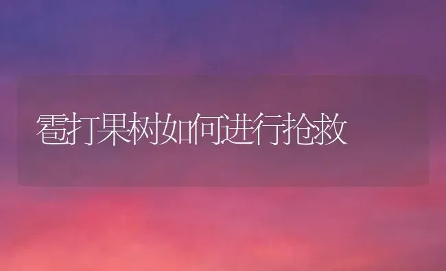 雹打果树如何进行抢救 | 瓜果种植