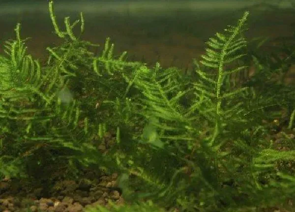 养殖方法|慕斯水草怎么长得好