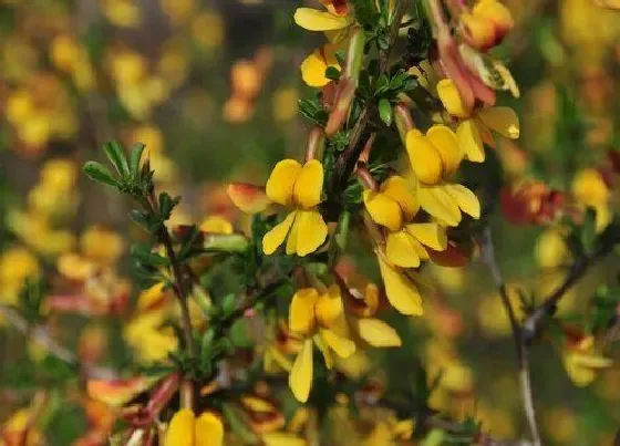 花期|金雀花花期是什么时候