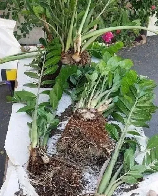 植物繁殖|金钱树太大了怎样分株，金钱树分株分小苗还是老苗）