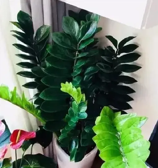 植物繁殖|金钱树太大了怎样分株，金钱树分株分小苗还是老苗）