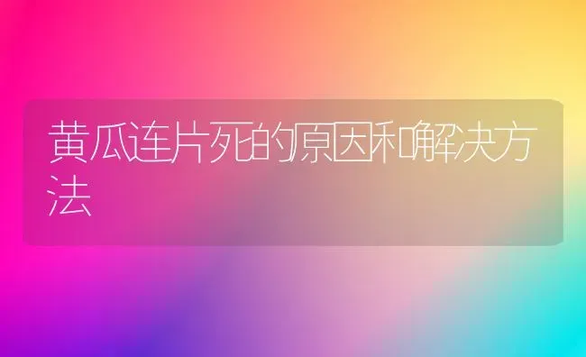黄瓜连片死的原因和解决方法 | 蔬菜种植