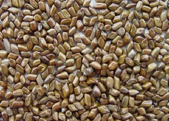 功效常识|决明子的功效与作用及食用方法