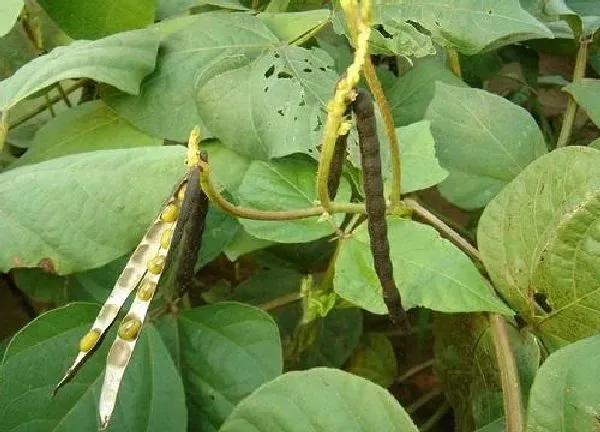 植物浇水|绿豆几天浇一次水 春夏秋冬各不同