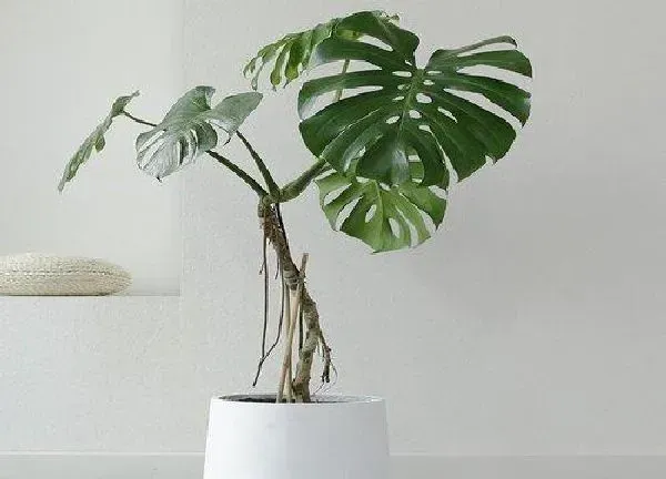 养殖科普|龟背竹喜阳光吗