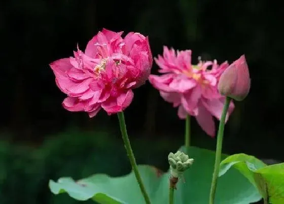 花期|大吴风草花期是什么时候