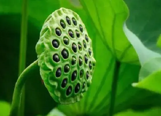 植物文学|莲蓬的生长过程