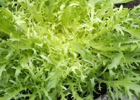 植物百科|苦菊是什么季节的菜