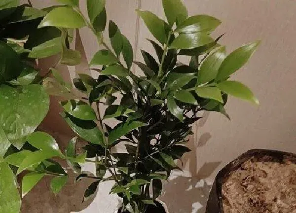 植物浇水|竹柏多长时间浇一次水