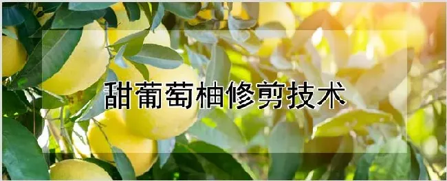 甜葡萄柚修剪技术 | 农业技术