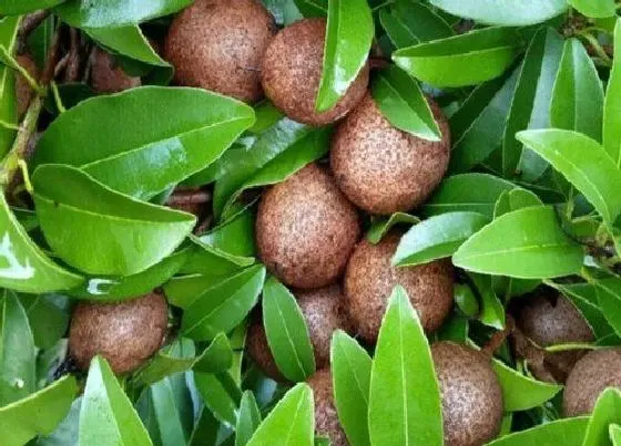种植管理|人心果几年结果实
