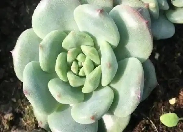 养殖方法|青苹果多肉怎么养长的好