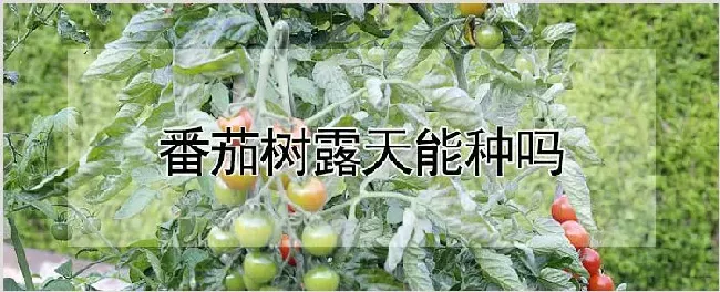 番茄树露天能种吗 | 种植资料