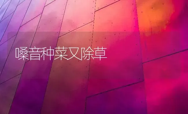 嗓音种菜又除草 | 蔬菜种植