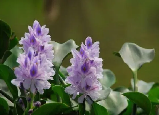 花卉百科|八月开的花有哪些 8月份是什么花开的季节