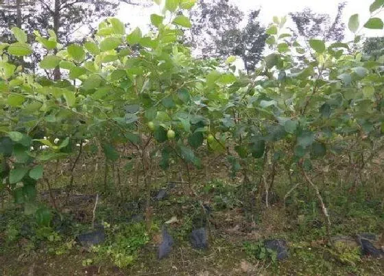 种植管理|青枣什么季节种植合适