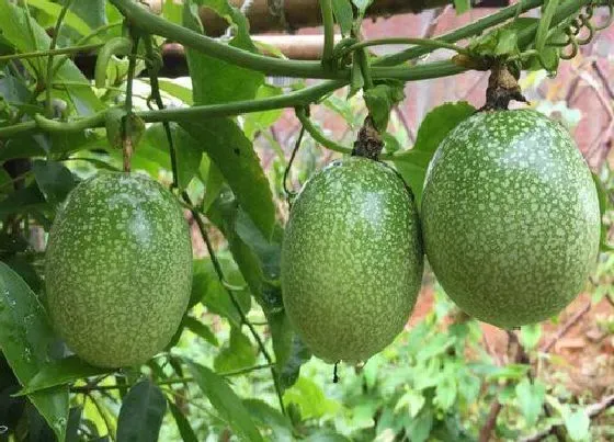 食用常识|百香果什么季节吃最好