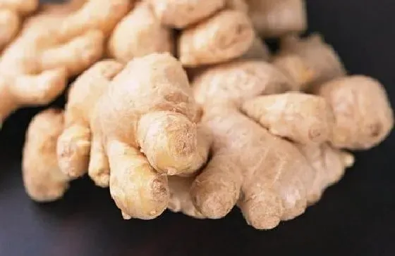 果实保存|生姜的保存方法及温度 怎么储存时间长