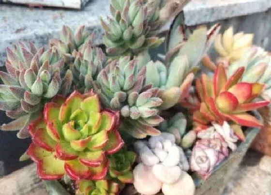 冬天植物|多肉怕冷吗（冬天多肉植物适合多少温度低温）