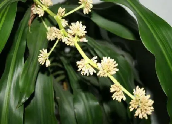 植物百科|巴西美人开花吗 开花什么样子