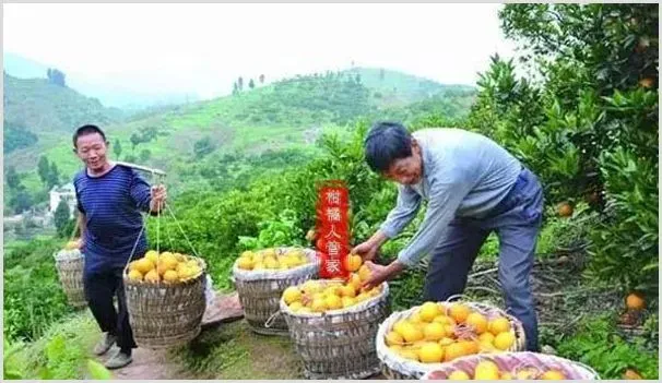 纽荷尔脐橙冬天抗寒性怎么样 | 种植技术