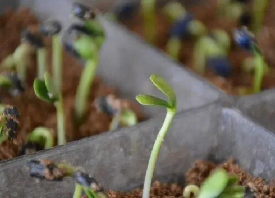 植物播种|太阳花怎么留种子