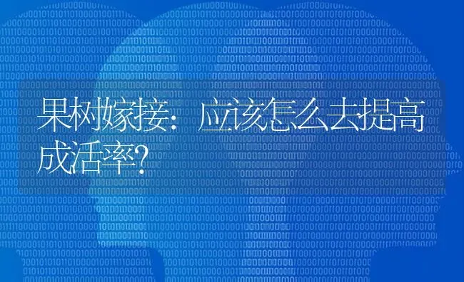 果树嫁接：应该怎么去提高成活率？ | 瓜果种植