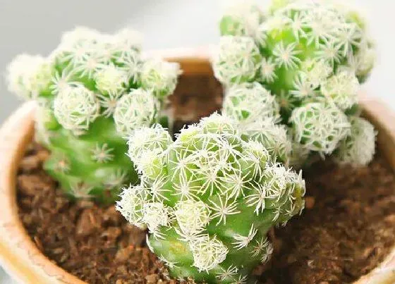 植物百科|白鸟会开花吗 在什么时候开花