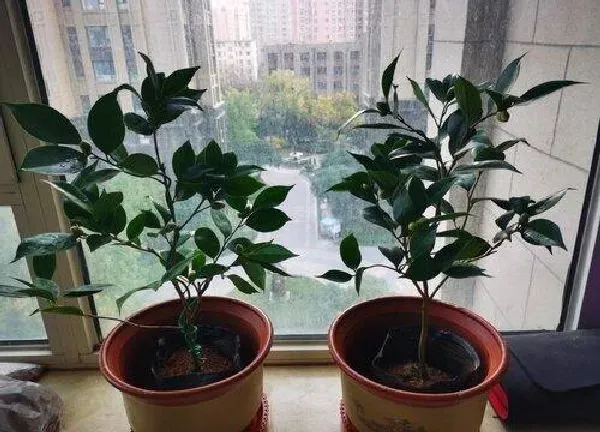 植物移栽|茶花上盆时间与养护方法