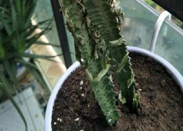 植物浇水|龙骨花几天浇一次水 春夏秋冬各不同